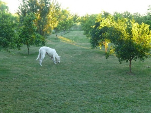 Imagen 20 de 30 de Excelente Chacra 3 Hectareas En Uruguay En El Departamento De Soriano, Permuta En Caba