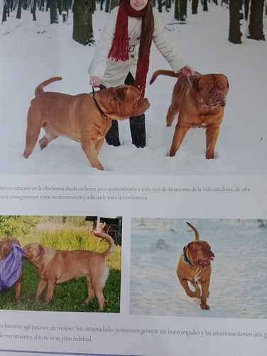Guia Definitiva De Razas De Perros (Usado)