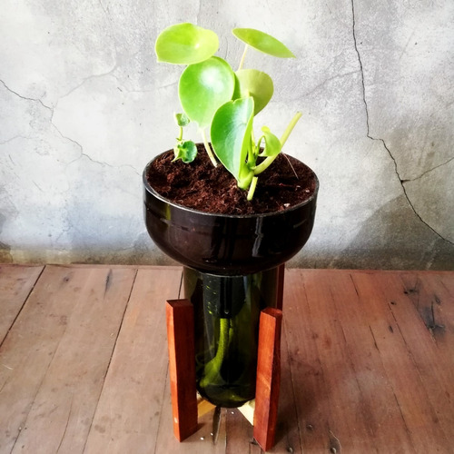 Peperomia Cuchara Little Plant 27 Con Soporte