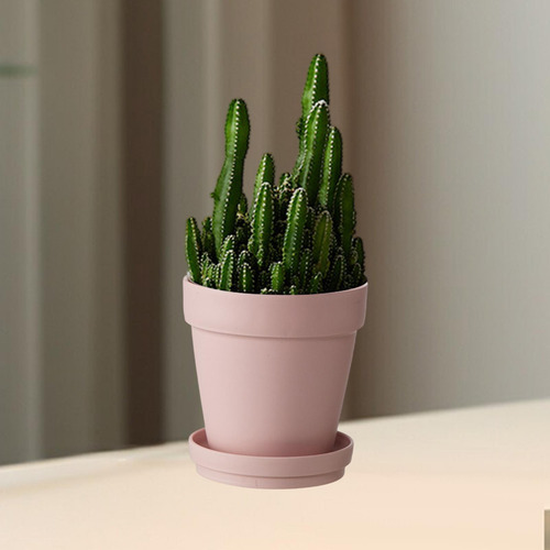 Planta De Maceta De Flores De Flor, Novedad, Olla De Vivero