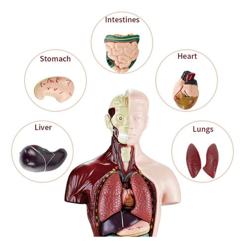 Modelo Corporal Do Torso Humano, Anatomia Anatômica Interna