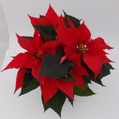 Imagen 4 de 10 de Planta Nochebuena 5 Pulgadas (premium)