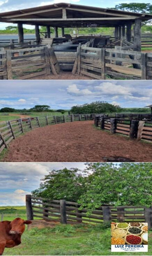 Imagem 14 de 14 de Fazenda À Venda Em Caampo Grande -ms - De 3.417,48 Hectares (dupla Aptidão) - 1626