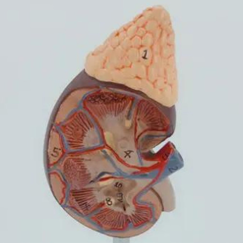 Modelo Anatômico Rins Corpo Humano Anatomia Funcionamento