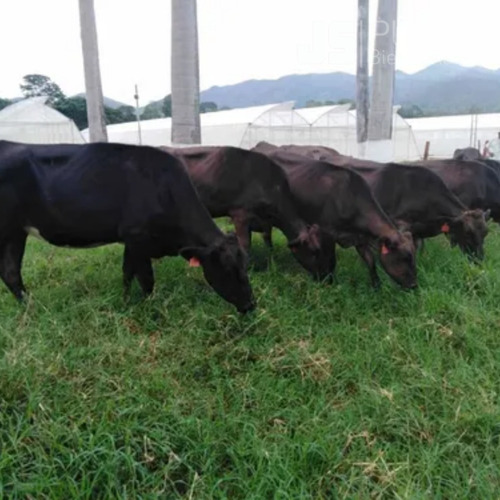 Imagen 4 de 12 de Finca De Terreno Propio En Venta Bejuma 04241408770