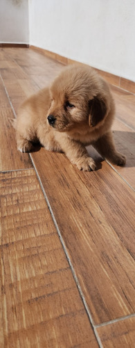 Golden Cachorros Macho Y Hembra Opcion A Pedigree Macho 1