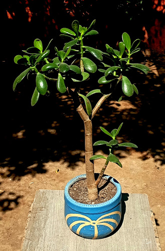Suculenta Crassula Ovata(jade) Maceta Arcilla