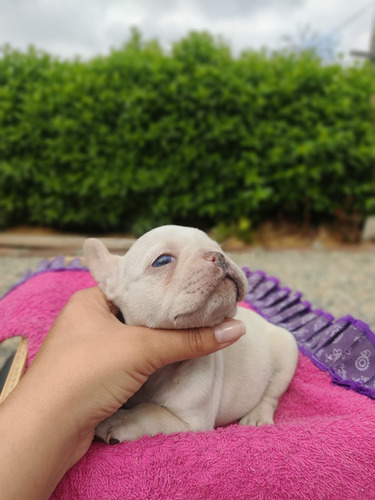 Bulldog Frances De Ojos Azules Disponible Perros Cachorros