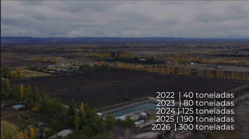 Finca Premium De Ciruelas Dagen Con Infraestructura De Alta Tecnología Cuadro Benegas San Rafael