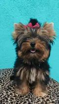 Comprar Yorkshire Terrier Hembra