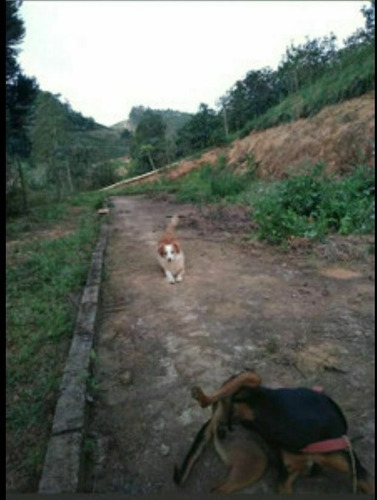 Imagem 4 de 7 de Chácara