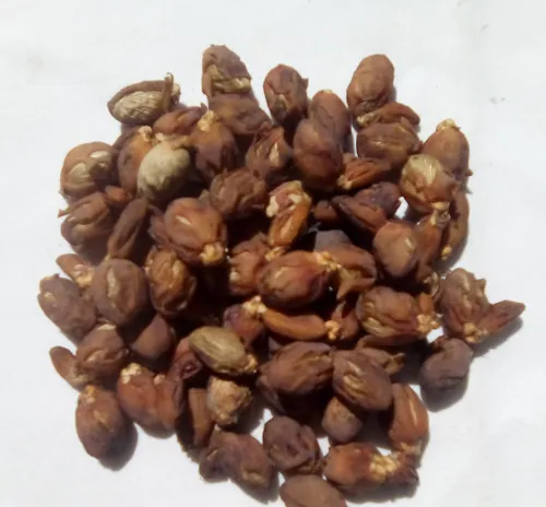 Semillas De Palma Areca