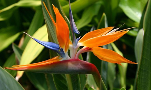 50 Sementes Da Flor Ave-do-paraiso - Jardins Naturais! | MercadoLivre