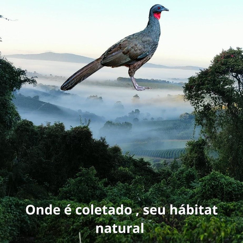 Café Do Pássaro Jacu/café Da Reportagem /bird Serra De Mg Gr