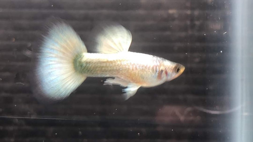 Imagen 1 de 4 de Pez Guppys Full Withe Platinum Línea Importada X Pareja