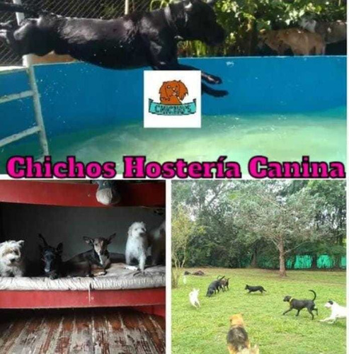 Guardería Canina Sin Caniles Como En Casa