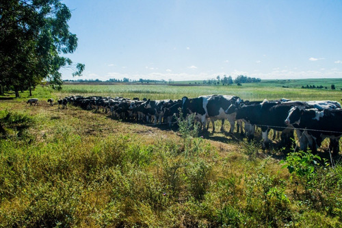 Vendo Campo De 242 Hectas En Proximidades A Ciudad De Libertad