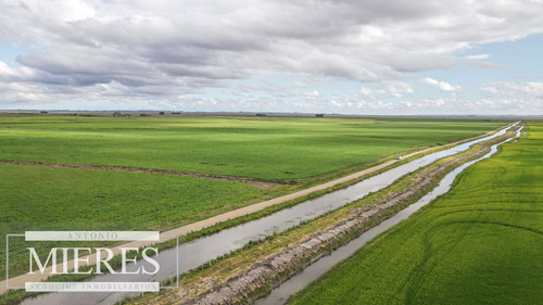 Campo Agrícola Ganadero 930ha Rocha (ref: Atm-6960)