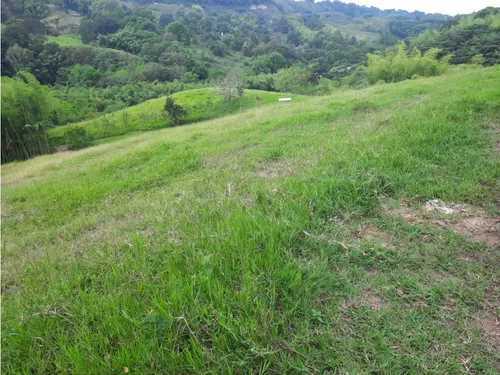 Venta Finca La Tebaida Cultivada En Pasto - 40 Cuadras