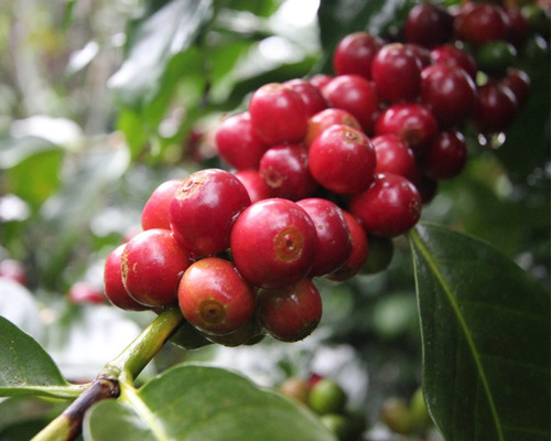 Café Los Frailes Natural Grano 250gr