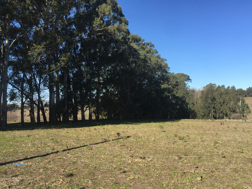 Imagen 3 de 4 de Campo - Tandil