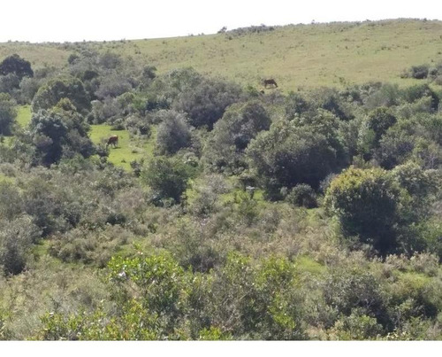 Campo De 204 Has En Treinta Y Tres. Ideal Para Cría De Ganado!