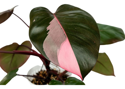 Philodendron Pink Princess - Rosado - Plantas Exóticas 