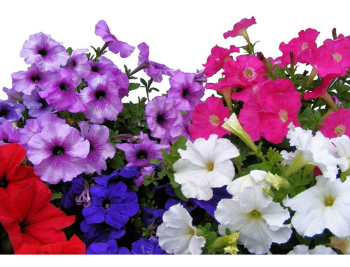 Sobrecitos De Semilla De Flor Petunia Con 10 Piezas