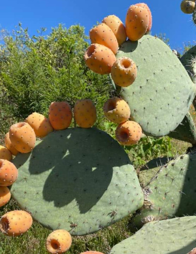 30 Semillas Nopal Tunero, Tuna Amarilla Opuntia (10 C/u) Nv