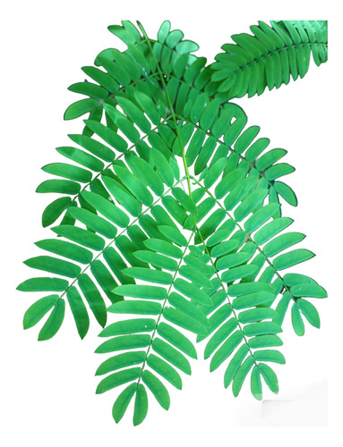 Árbol Timbó Colorado-pacará-oreja Negro-enterolobium
