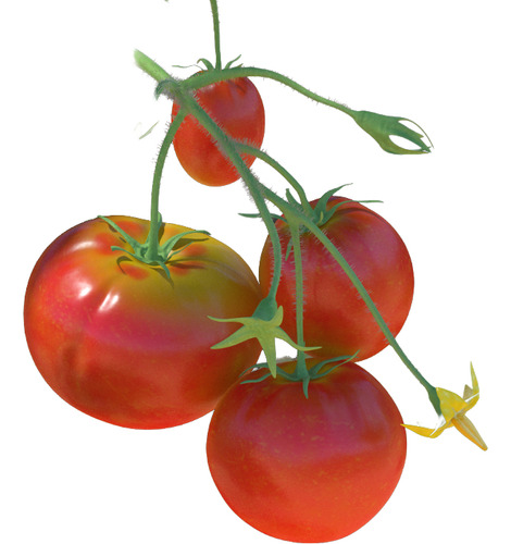Curso De Producción De Tomate (jitomate) En Invernadero