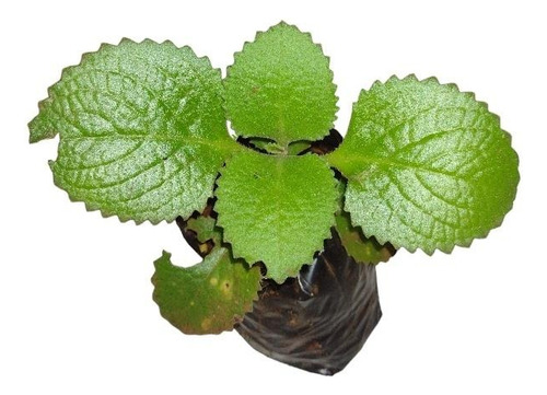 Planta Orégano Frances Orejón
