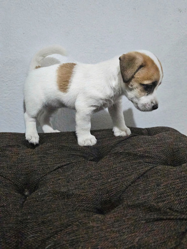 Jack Russell Terrier Hembra Blanca Y Marrón