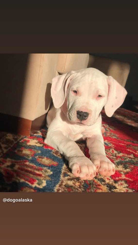 Pré Venda Filhote De Dogo Argentino Com Pedigree