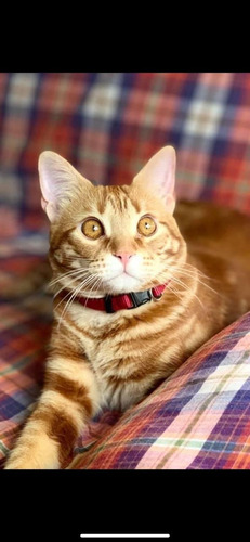 Gato Orange Tabby