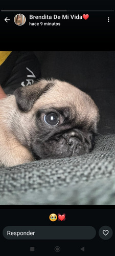 Pugs