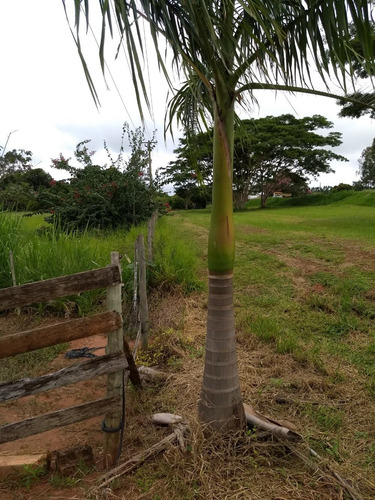 Imagem 12 de 14 de Sitio 2,5 Alqueire Na Br 153 Entre Getulina E Guaimbe
