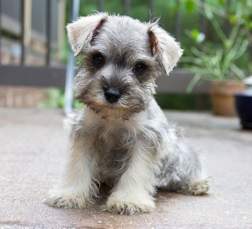 Cachorros Schnauzer, Esnauser. Tamaño Mini