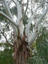 Comprar Semillas De Arbol De Plantas Raras Mas De 300 Semillas De Go