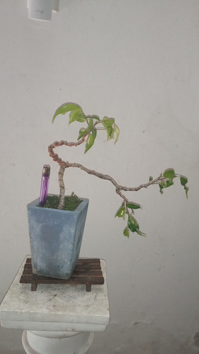 Bonsai De Ficus Benjamina En Cascada Maceta Cemento Celeste