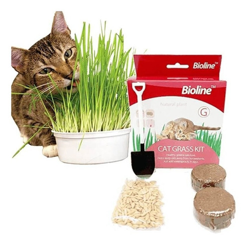 Juguete Gato Cat Grass Hierba Gatera Catnip Pasto Kit