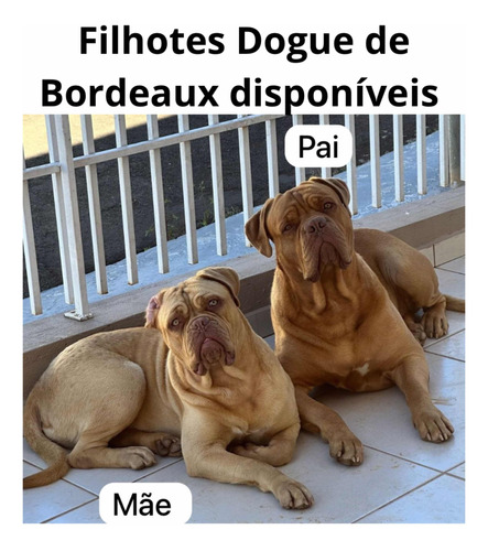 Filhotes Dogue De Bordeaux