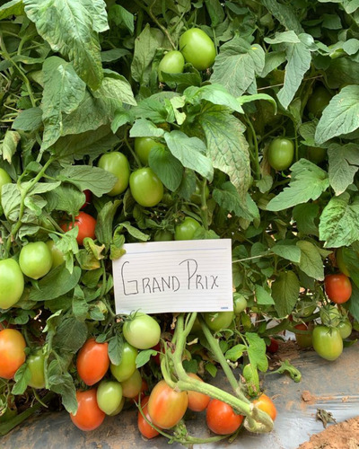 5 M Semilla Tomate Determinado Grand Prix Lark Seeds
