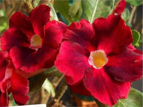 Imagem 3 de 10 de Mix De Rosas Do Deserto Enxertadas - 5 Unidades
