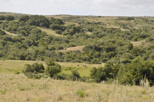Venta De Chacras De 5 Has Se Ubicado En Garzon - Ref: 2962
