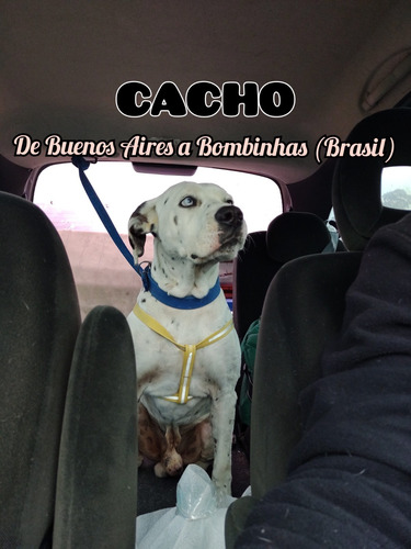 Imagen 4 de 6 de Traslado Nacional E Internacional De Mascotas!