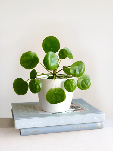 Planta De Philea  Pilea Peperomioide 