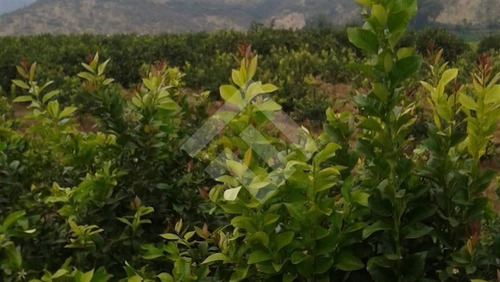Imagen 5 de 16 de Venta, Parcela Agrícola, Mallarauco, Melipilla