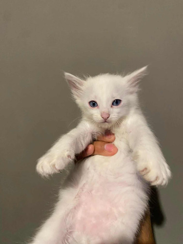 Gatitos Angora Originales
