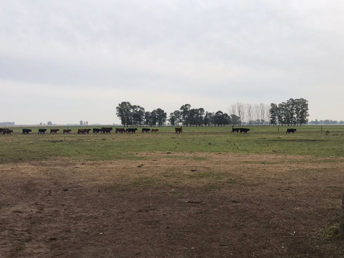 Venta Campo Campos De Cañuelas